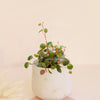 Peperomia 'Pepperspot' Baby