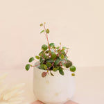 Peperomia 'Pepperspot' Baby