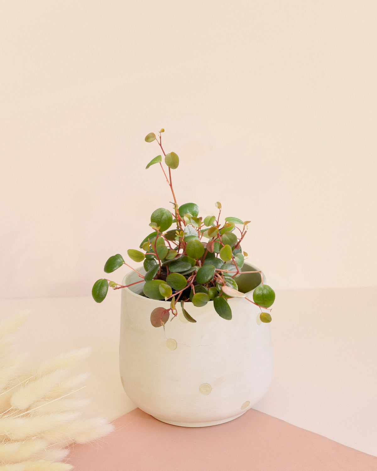 Peperomia 'Pepperspot' Baby