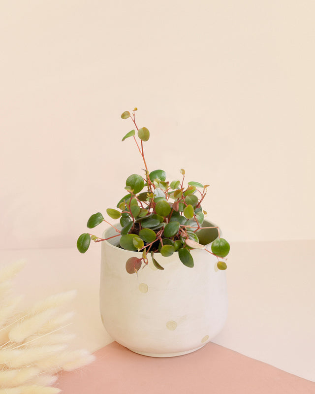 Peperomia 'Pepperspot' Baby