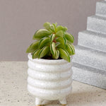 peperomia fire sparks
