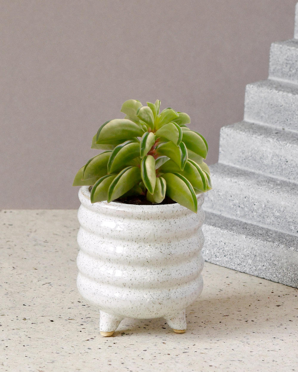 Peperomia dolabriformis 'Fire Sparks' Baby -  Plant Circle.