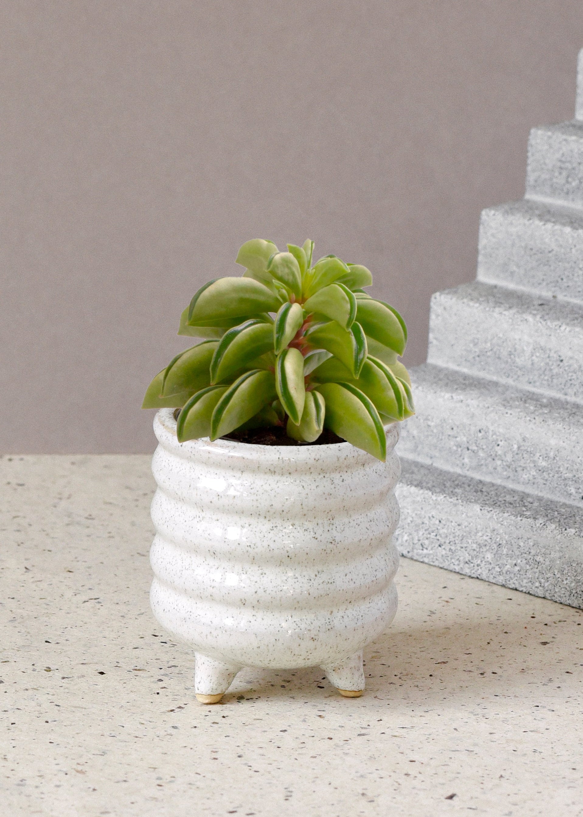 peperomia fire sparks