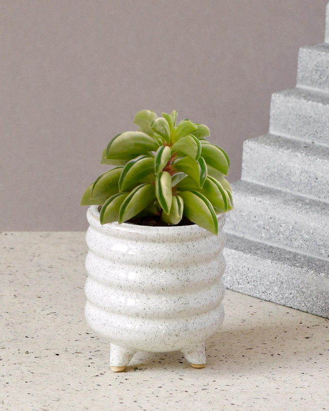 Peperomia dolabriformis 'Fire Sparks' Baby -  Plant Circle.