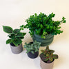 Pet Friendly Plant Set