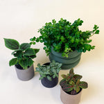 Pet Friendly Plant Set