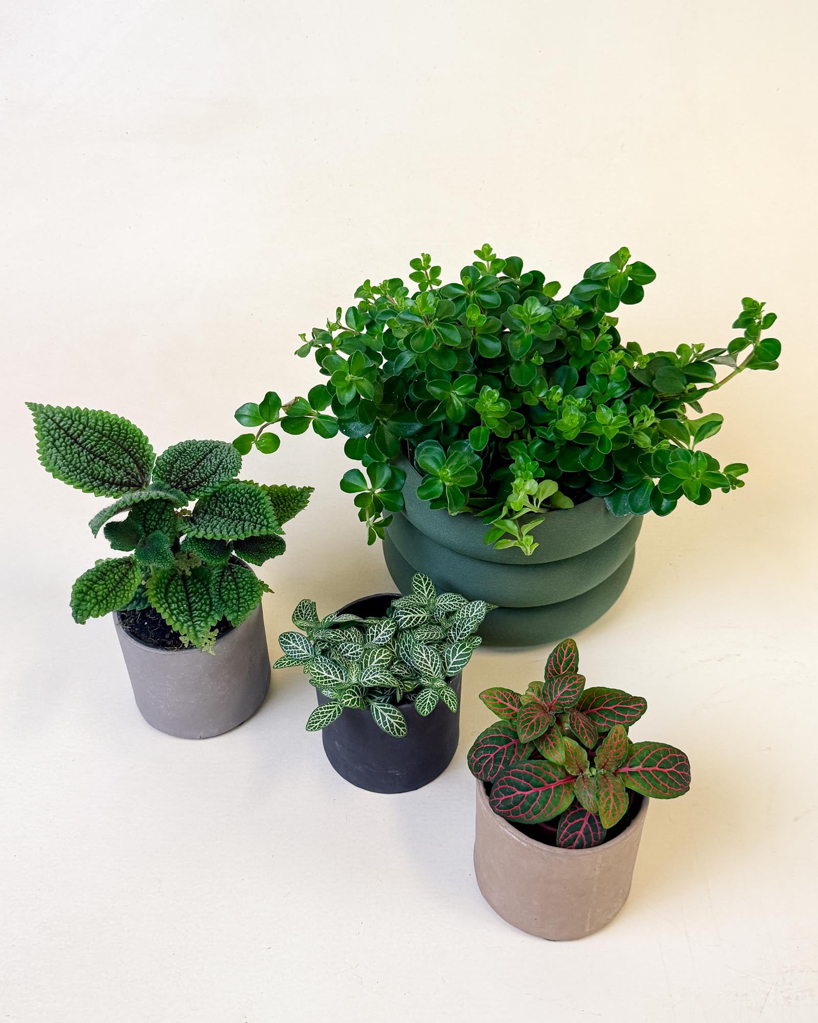 Pet Friendly Plant Set