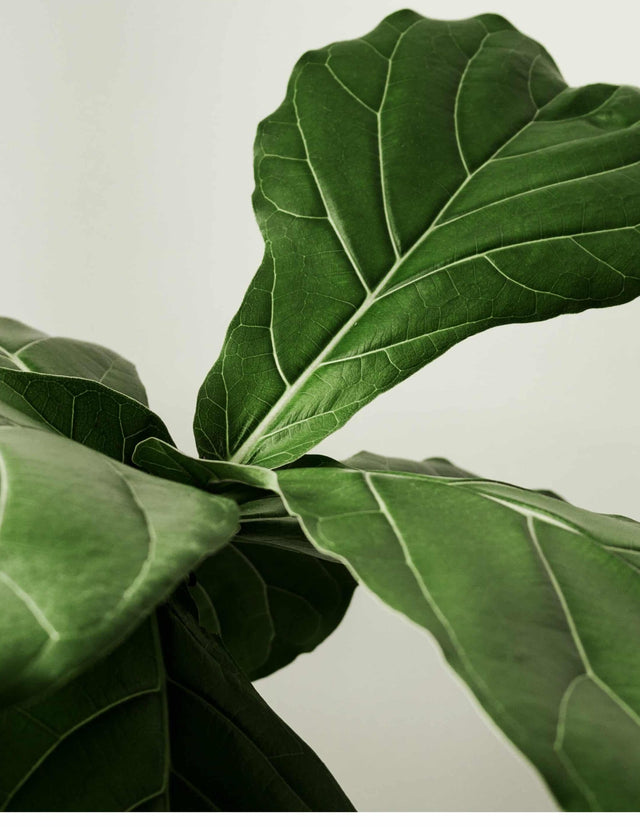 Ficus Lyrata "Fiddle Leaf Fig" L – Large, Approx. 60.0cm height – 21.0cm Pot Default Title 1