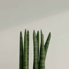 Dracaena angolensis (Sansevieria cylindrica) 'Straight'