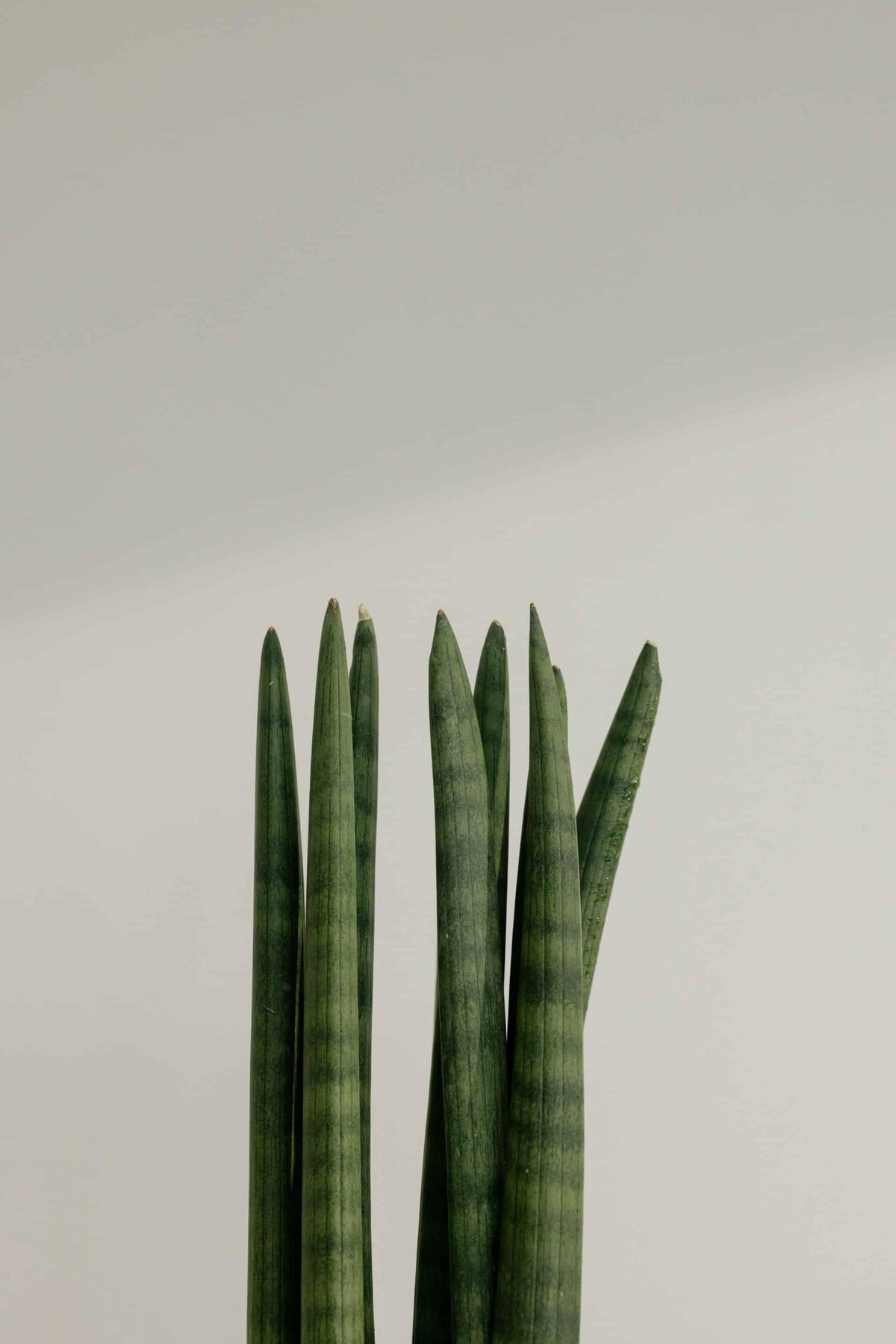 sansevieria dracena Add a touch of elegance to your space with our Dracaena Angolensis ( Sansevieria Cylindrica) 'Straight' Large. This easy-care, upright succulent is perfect for both beginners and plant enthusiasts