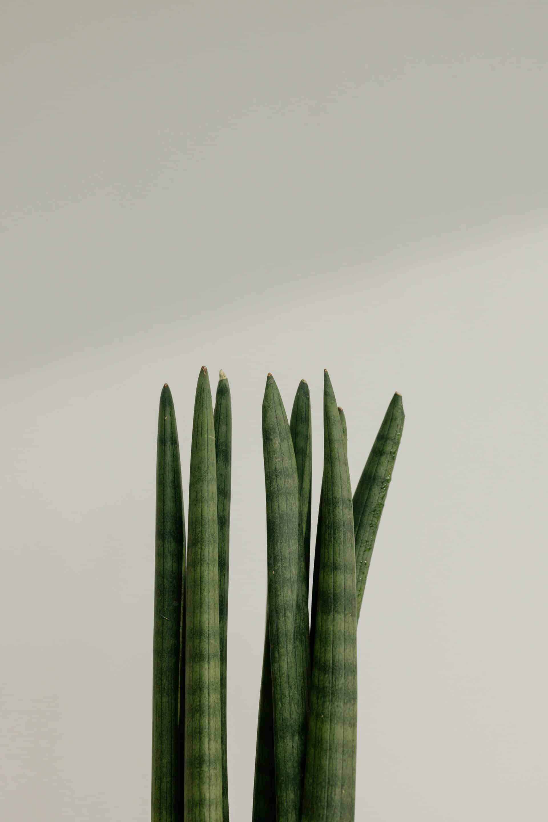 Dracaena angolensis (Sansevieria cylindrica) 'Straight'