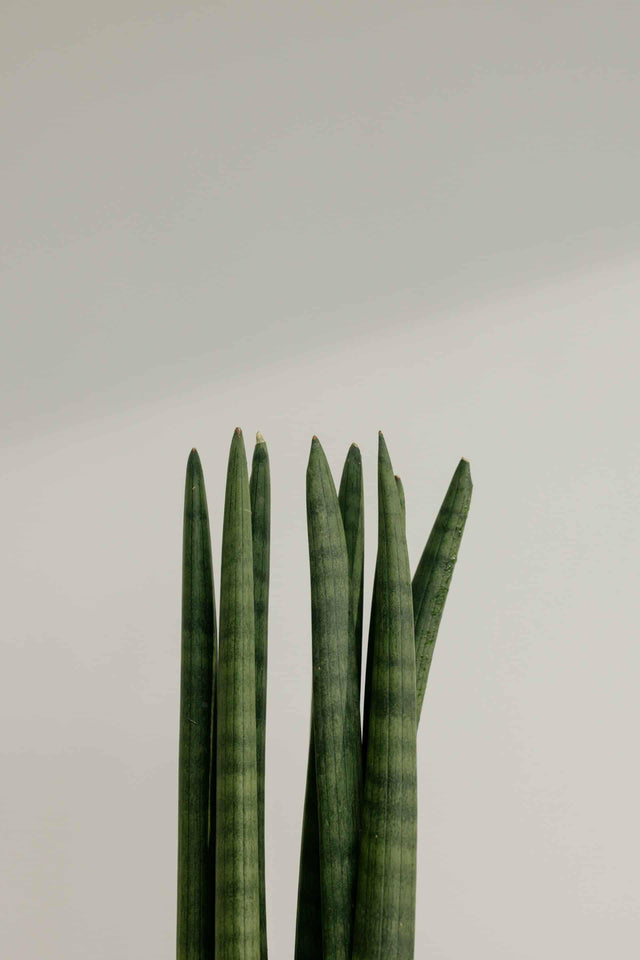 Dracaena Angolensis (Sansevieria Cylindrica) 'Straight' – Large, Approx. 55.0cm height – 17.0cm Pot Default Title 1