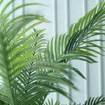 areca palm