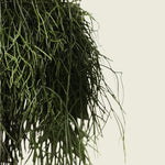 Rhipsalis cashero