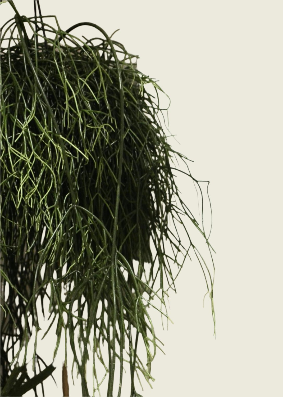 Rhipsalis cashero