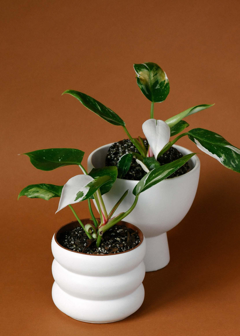 Philodendron 'White Princess' Medium