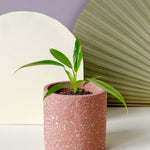 Philodendron Panduriforme Baby by Plant Circle – Medium, Approx. 10cm height by Plant Circle – 6.0cm Pot