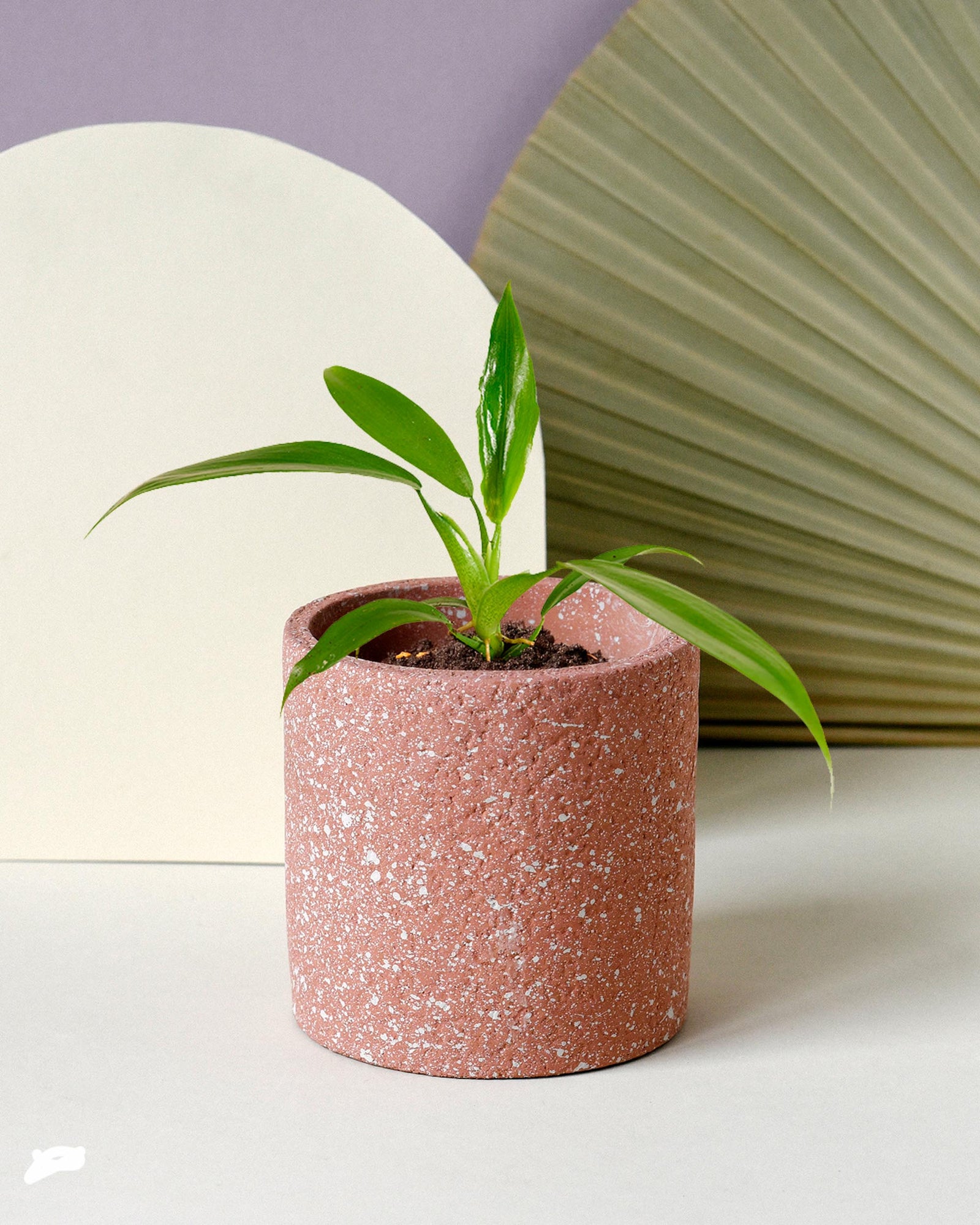 philodendron panduriforme Philodendron Panduriforme XS Baby (Plug Size)