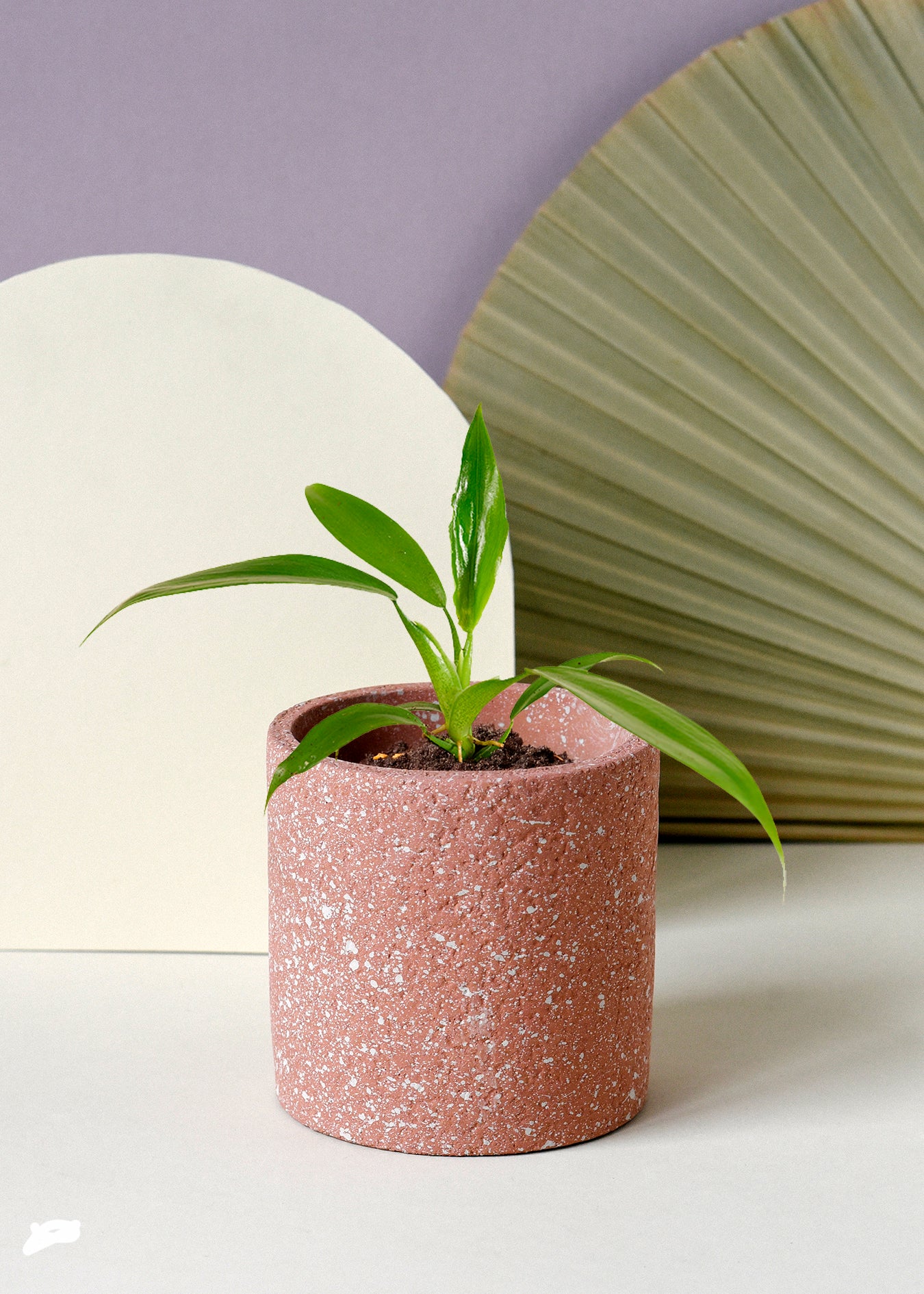 Philodendron Panduriforme Baby by Plant Circle – Medium, Approx. 10cm height by Plant Circle – 6.0cm Pot