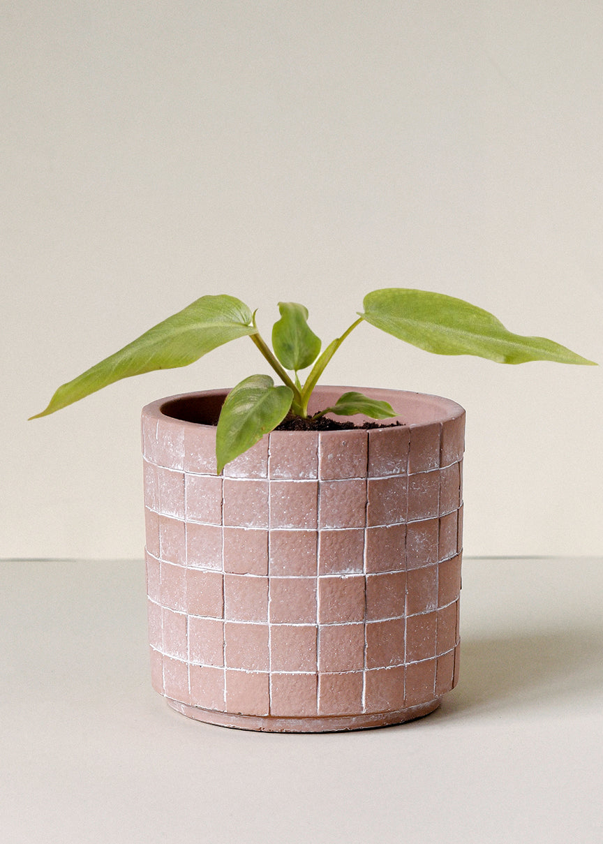 Philodendron Maximum Baby