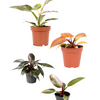 Philodendron Royalty (Pink Princess, White Princess, Orange Prince, Pink Princess Marble)
