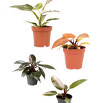 Philodendron Royalty (Pink Princess, White Princess, Orange Prince, Pink Princess Marble)