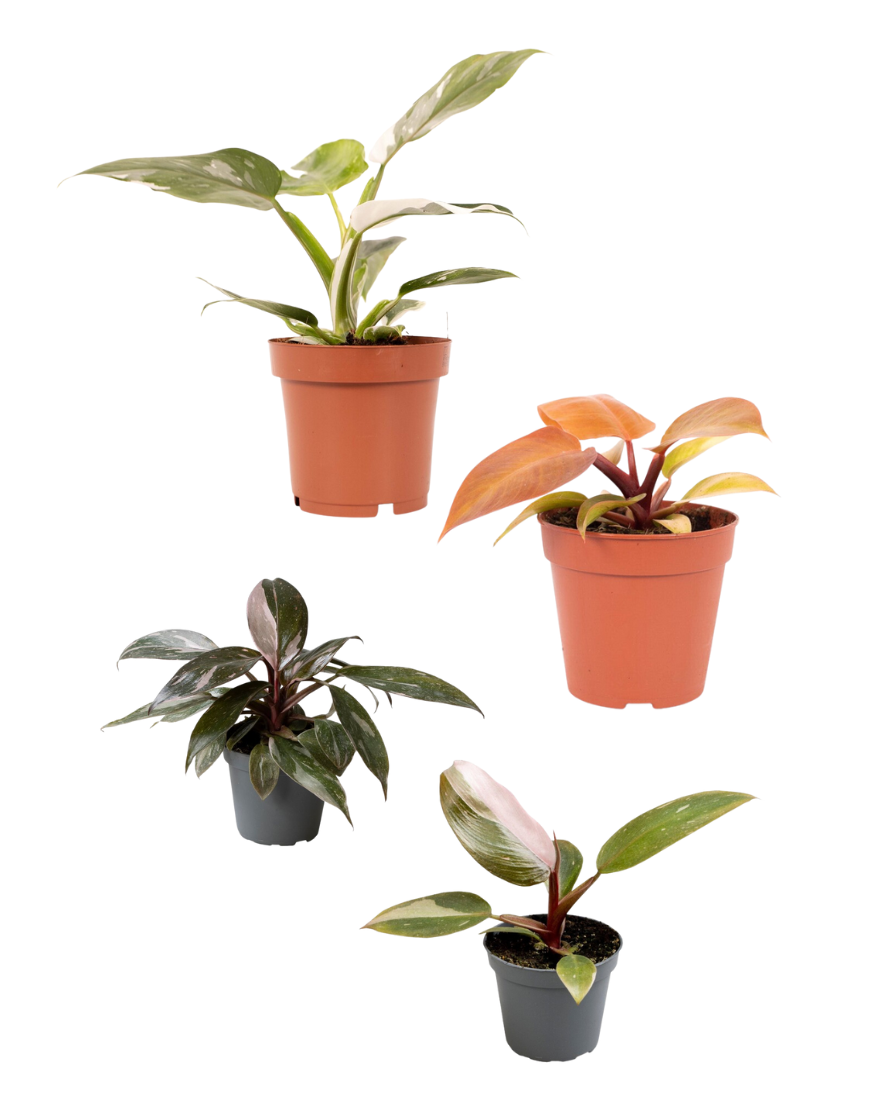 Philodendron Royalty (Pink Princess, White Princess, Orange Prince, Pink Princess Marble) Pflanzenset