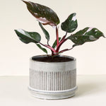 Philodendron 'Anderson's Red'