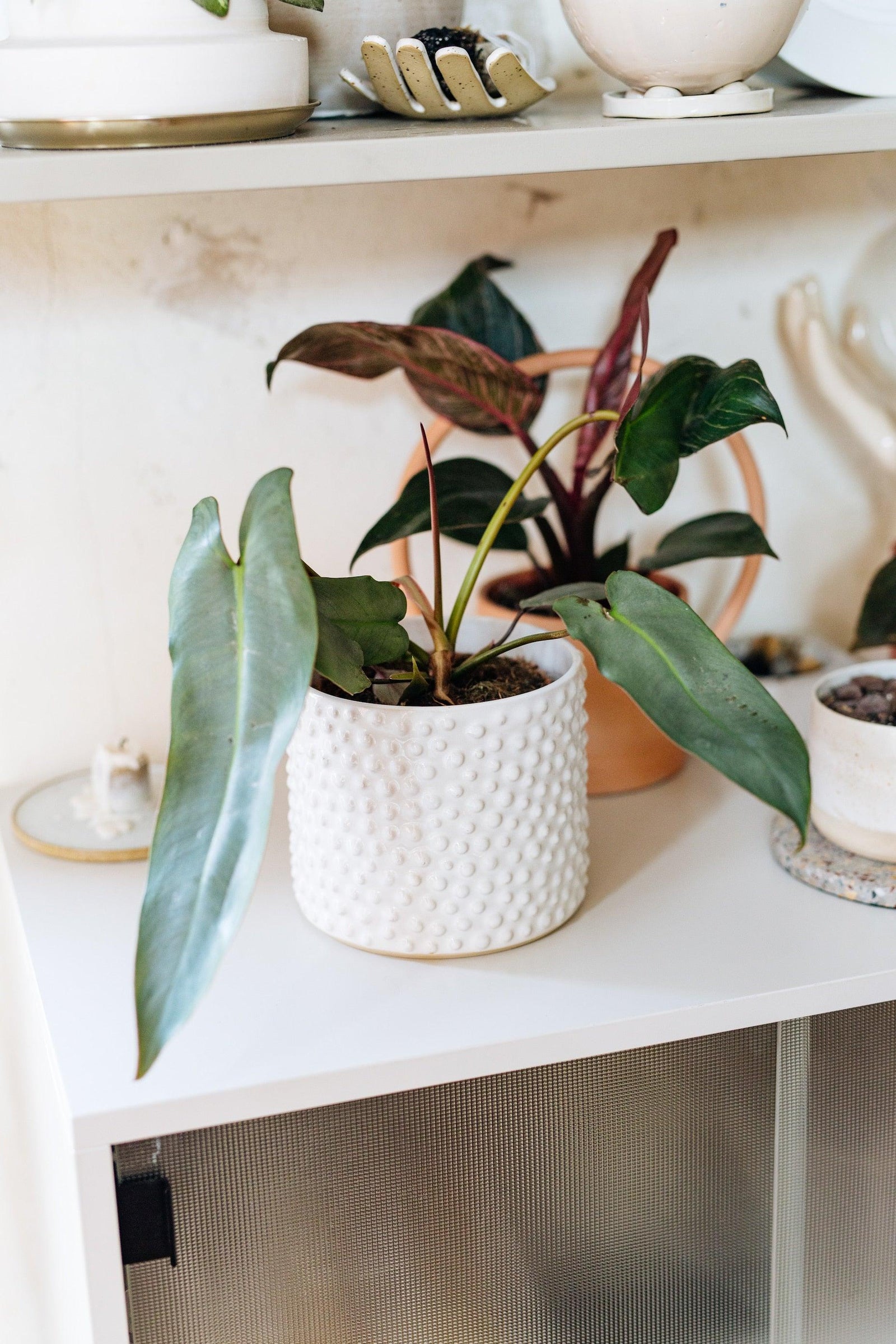 Philodendron Atabapoense – Medium, Approx. 30.0cm height – 12.0cm Pot 2