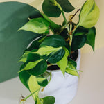 Healthy Philodendron ‘Brasil’ with trailing variegated green and lime-yellow leaves in a white indoor pot, perfect for brightening any room.