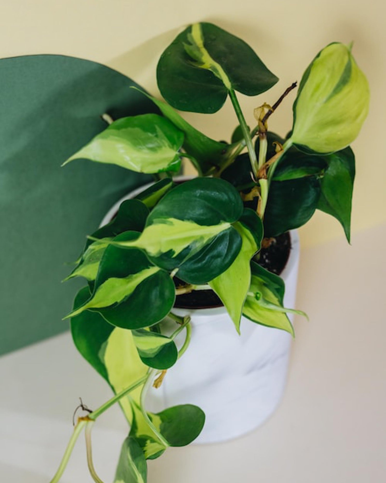Healthy Philodendron ‘Brasil’ with trailing variegated green and lime-yellow leaves in a white indoor pot, perfect for brightening any room.