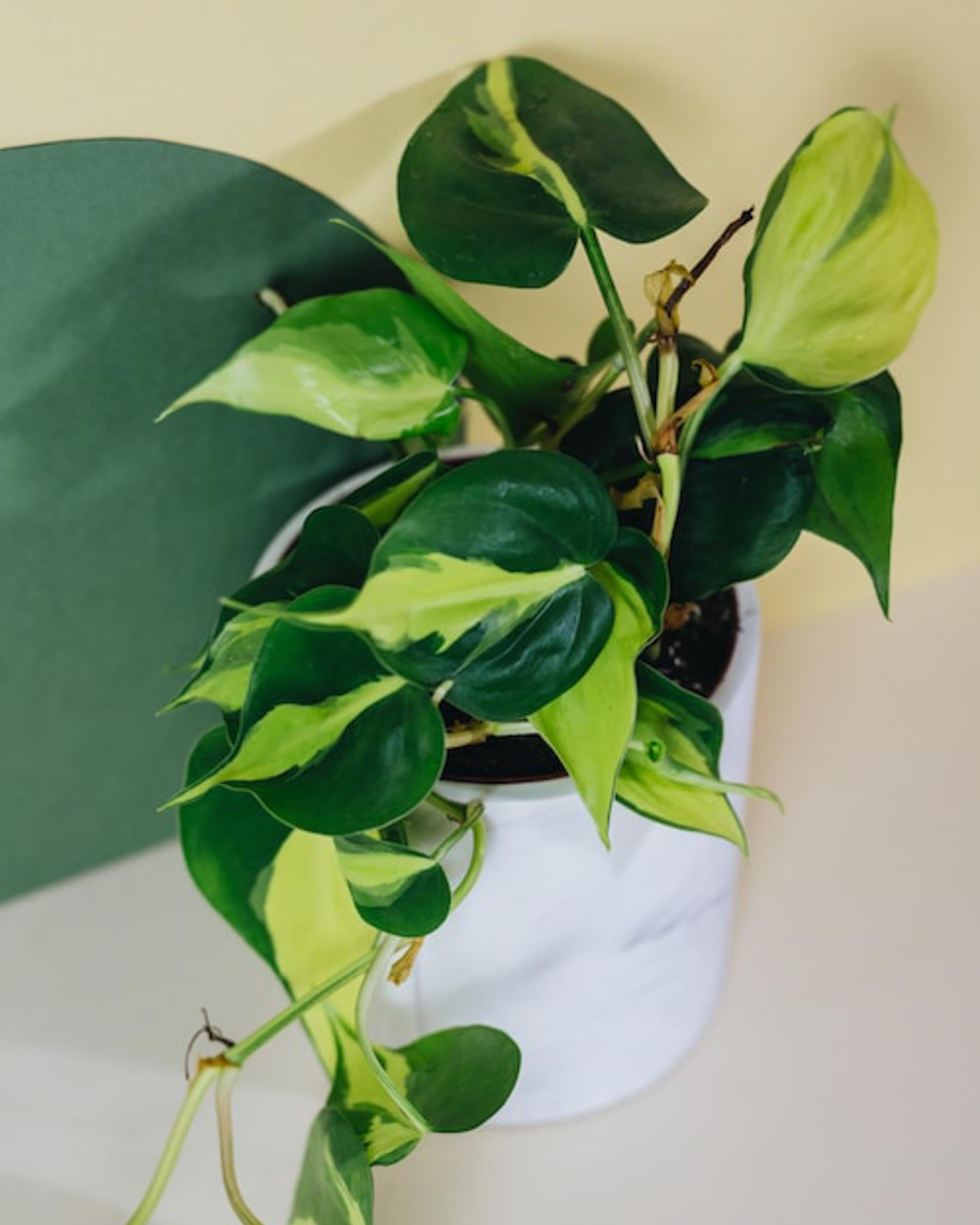 Healthy Philodendron ‘Brasil’ with trailing variegated green and lime-yellow leaves in a white indoor pot, perfect for brightening any room.