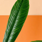 Philodendron Campii Lynette M – Medium, Approx. 25.0cm height – 12.0cm Pot Default Title
