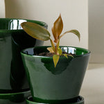 Philodendron Florida Bronze Baby -  Plant Circle.