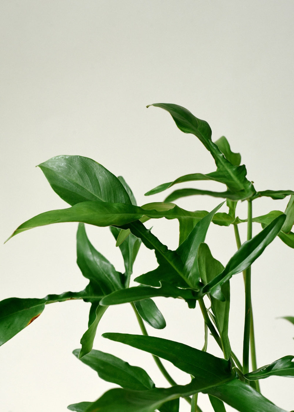 Close-up of Philodendron 'Glad hands' (quercifolium) mature leaves on a light background