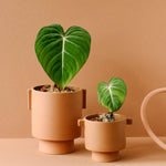 Healthy Philodendron Gloriosum Baby. A perfect philodendron gloriosum baby for your indoor houseplant collection.