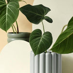 Philodendron Gloriosum M – Medium, Approx. 60.0cm height – 15.0cm Pot Default Title 1