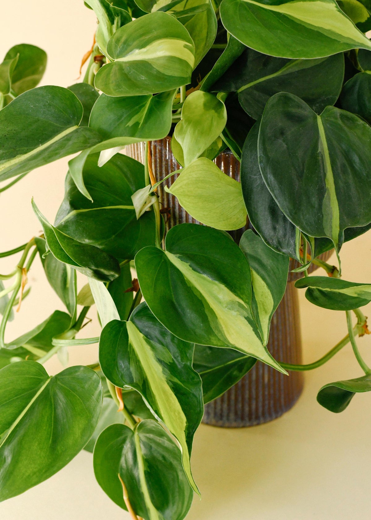 Philodendron hederaceum var. oxycardium 'Brasil' Large close up leaf detail with lime green and deep rich green in a ceramic ribbed pot