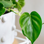 Philodendron hederaceum var. oxycardium (Philodendron scandens) 