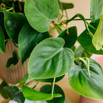 Philodendron hederaceum var. oxycardium (Philodendron scandens) 
