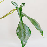 Philodendron Joepii Baby