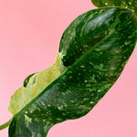 Close-up of a Philodendron Jose Buono baby leaf showing creamy white variegation against deep green.