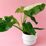 Potted philodendron jose buono with large green leaves on a pink background