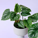 Healthy Philodendron Mamei Baby by Plant Circle. A perfect philodendron mamei baby by plant circle for your indoor houseplant collection.