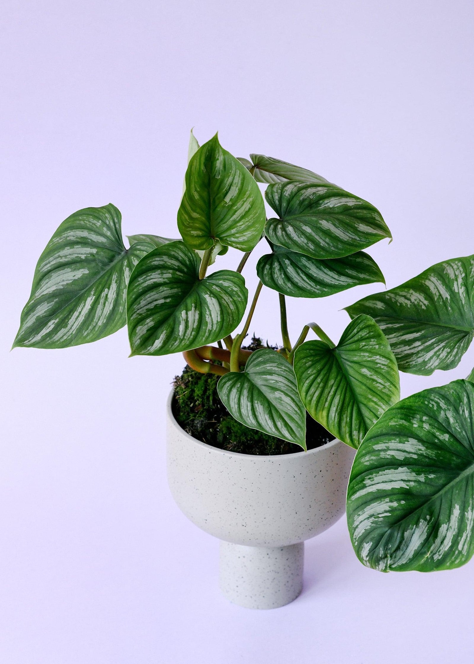 Healthy Philodendron Mamei Baby by Plant Circle. A perfect philodendron mamei baby by plant circle for your indoor houseplant collection.