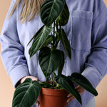 Healthy Philodendron Melanochrysum Large –  Approx. 70.0cm height – 21.0cm Pot. A perfect philodendron melanochrysum large –  approx. 70.0cm height – 21.0cm pot for your indoor houseplant collection.