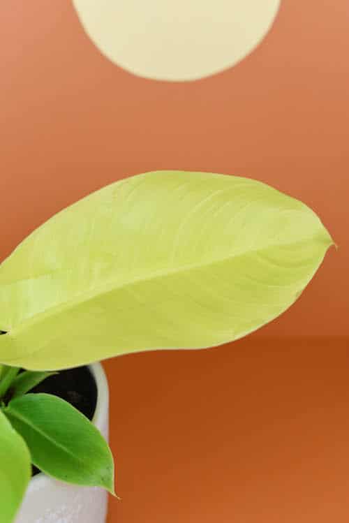 Close-up of a healthy lime green leaf pf the Philodendron 'Moonlight' plant plug with an orange background