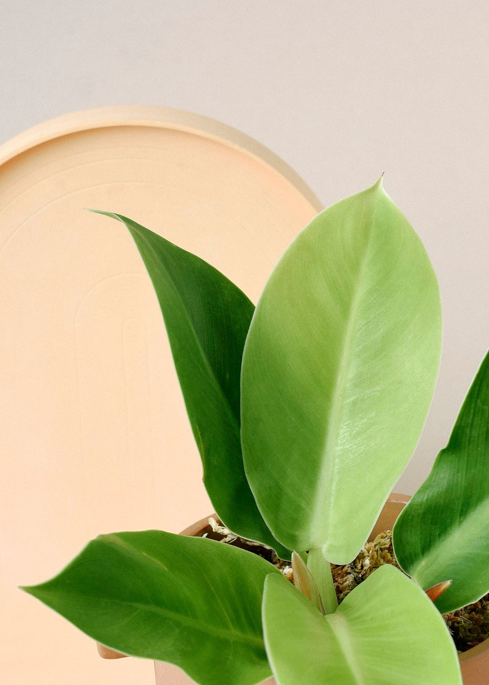 healthy Philodendron 'Moonlight' baby plant in a pot with a neutral background