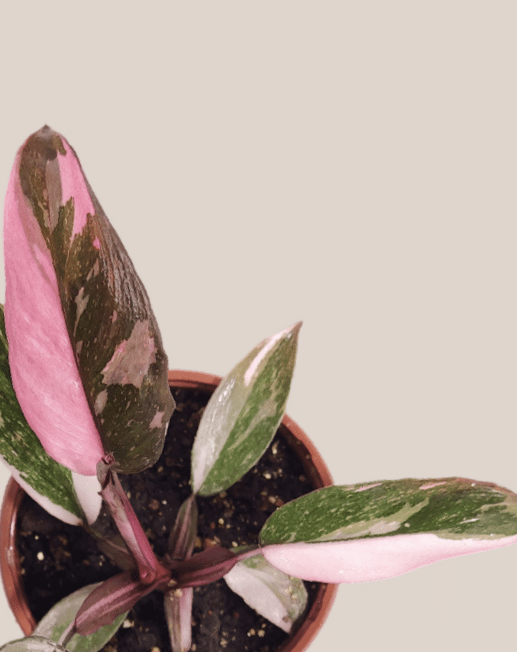 Close-up of Philodendron ‘Pink Princess Marble’ foliage with bright pink marbling on dark green leaves, against a neutral background.
