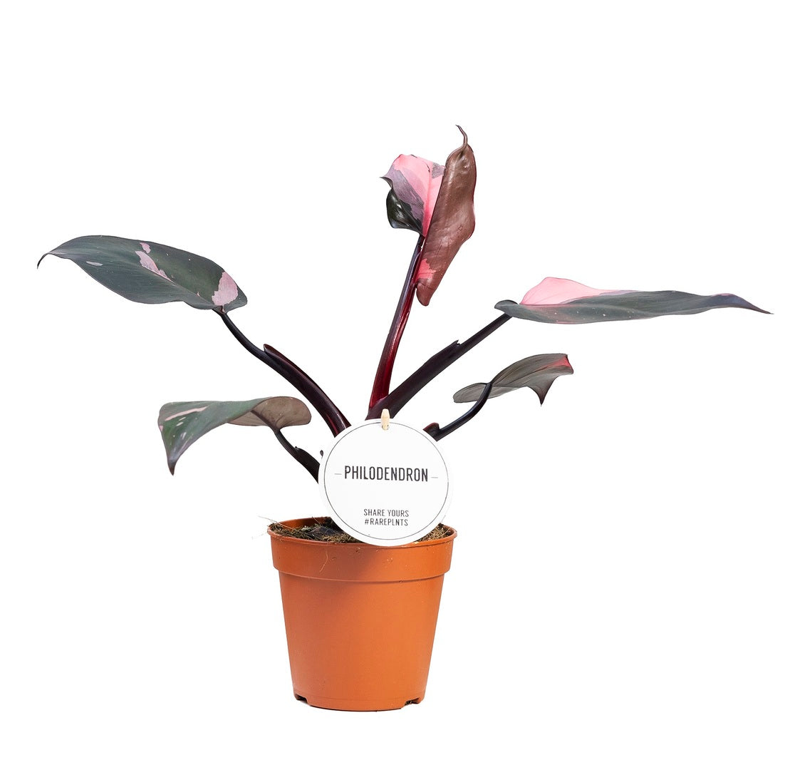 Close view of Philodendron Pink Princess leaves with soft pink and deep green tones against a light green backdrop.